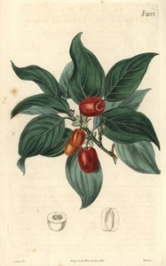 Han-kornel, gren med frugt. Illustration af C. Curtis, stik af Weddell. Eau forte i The Curtis Botanical Magazine, af Samuel Curtis af Unbekannter Künstler