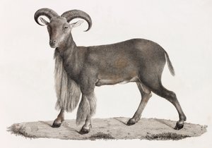 Pattedyr: et barbarisk får af Unbekannt