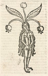 Mandrake (kvindeform) af Unbekannt