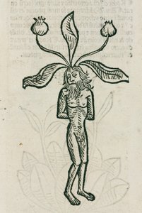 Mandrake af Unbekannt