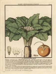 Mandrake, Mandragora officinalis. af Unbekannter Künstler