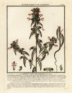 Lusseurt, Pedicularis palustris. af Unbekannter Künstler