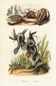 Martinican pit hugorm og uddøde trilobitter. af Unbekannter Künstler