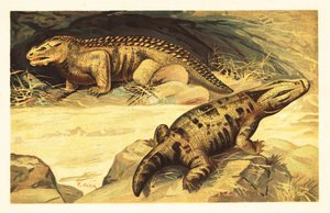 Mastodonsaurus og Pareiasaurus.1908 (litografi) af Unbekannter Künstler