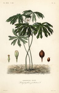 Mayapple eller amerikansk mandrake, Podophyllum peltatum, Podophylle pelte af Unbekannt