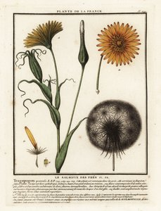 Engskælv, Tragopogon pratensis. af Unbekannter Künstler