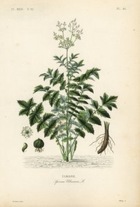Engsød eller mjødurt, Filipendula ulmaria, Spiraea ulmaria, Ulmaire af Unbekannt