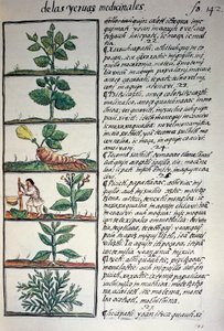 Lægeplanter, tekst i Nahuati, fra faksimile af manuskript General History of Things of New Spain, også kendt som Florentine Codex, af Bernardino de Sahagun af Benjamin Baud