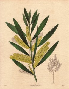 Mimosalarve (Acacia longifolia), busk med vedvarende løv, op til 3 til 6 meter høj, med blomsterstand i lange, citrongule episoder, meget duftende. Planten er hjemmehørende i New Holland (Australien), indført til Storbritannien i 1792. Illustration af R af Unbekannter Künstler