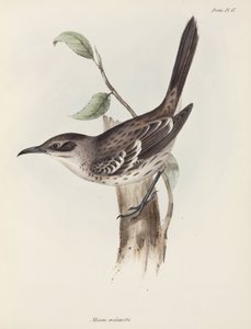 Mockingbird, Galapagosøerne, ca. 1832-1836 af Unbekannter Künstler