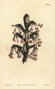 Monadelphous hede, Erica monadelpha af Unbekannt