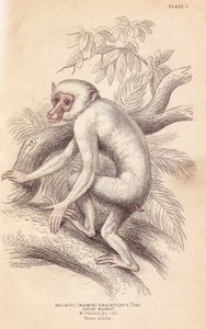 Hedeaber, Macaca maura (Macacus maimon brachyurus). Hvid maimon, der menes at være en albinounge. Håndkoloreret stålstik af Lizars efter en illustration af Charles Hamilton Smith fra William Jardine