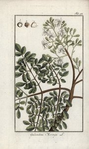 Moringa (Moringa oleifera). Litografi fra "Afbeelding der Artseny-Gewassen" af Johannes Zorn (1739-1799), Holland af Unbekannter Künstler