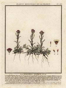 Bjerg evigt, Antennaria dioica. af Unbekannter Künstler