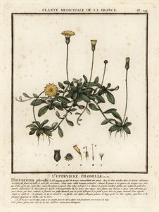 Musørehøgeurt, Pilosella officinarum. af Unbekannter Künstler