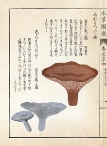 Svampe: akahatsu lacatire og hvid shirohatsudake - japansk tryk af Kanen Iwasaki (1786-1842), fra Honzo Zufu, illustrativ guide til medicinske planter af Unbekannter Künstler