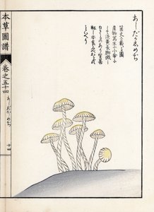 Svampe: shimeji ashitaka - japansk tryk af Kanen Iwasaki (1786-1842), fra Honzo Zufu, illustrativ guide til medicinske planter af Unbekannter Künstler
