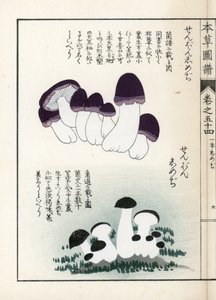 Svampe: sorter af shimeji (spiselige) - japansk tryk af Kanen Iwasaki (1786-1842), fra Honzo Zufu, illustrativ guide til medicinske planter af Unbekannter Künstler