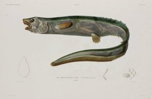 Natacanthus nasus, Island, begyndelsen af det 19. århundrede af Unbekannter Künstler