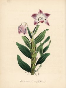 Halskæde-stilket dendrobium eller sekikoku orkidé, Dendrobium moniliforme. Håndkoloreret zinkografi af C. Chabot tegnet af Miss M. A. Burnett fra hendes "Plantae Utiliores: or Illustrations of Useful Plants," Whittaker, London. af Unbekannter Künstler