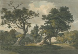 Needwood Forest: akvarelmaleri og [begyndelsen af det 19. århundrede] af Unbekannt