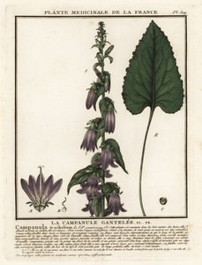 Nældebladet klokke, Campanula trachelium. af Unbekannter Künstler