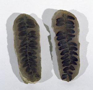 Neuropteris (Frond of Sea Fern) fundet ved Coseley, Staffordshire, Upper Carboniferous Period (foto) af Unbekannt