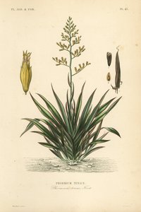 New Zealand hør eller harekeke, Phormium tenax, Phormium tenace af Unbekannt