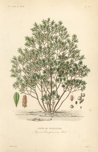 Nordlig laurbærbær, Myrica pensylvanica, cirier de pensylivanie af Unbekannt