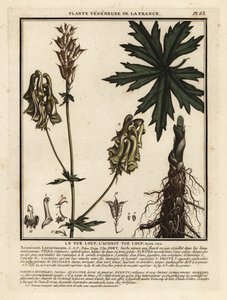 Nordlig ulvebane, Aconitum lycoctonum. af Unbekannter Künstler