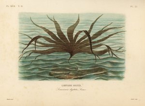 Årehat, Laminaria digitata, Laminaire digitee af Unbekannt