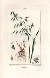 Oats Cultivee eller Byzantine oats - Stik af Lambert fils, efter tegning af Pierre Jean Francois Turpin (1775-1840), uddraget af La flore medicale, af Chaumeton, Poiret et Chamberet, Paris 1830 - Havre, Avena sativa - Stik af Lambert Junior fra af Unbekannter Künstler