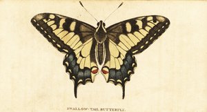 Old World svalehale, Papilio machaon., 1800 (gravering) af Unbekannter Künstler