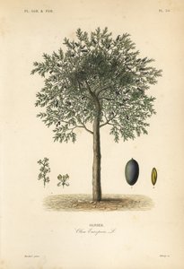 Olive tree, Olea europaea, olivier af Unbekannt
