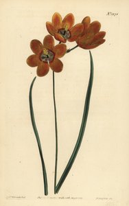 Orage kolurid monadelfous ixia, Ixia monadelfus af Unbekannt