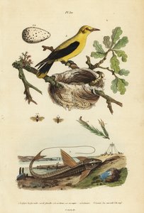 Oriole solsort, Gymnomystax mexicanus, rede og æg 3, chokolade loricarid pansermaller, Loricaria cataphracta 2 og fyrresavflue, Neodiprion sertifer 1 af Unbekannt