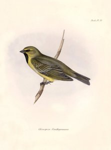 Ornitologi: "Chlorospiza xanthogramma" Beskrivelse af en spurvefugl af Charles Darwin (1809-1882) observeret under hans ekspedition ombord på Beagle. Planche fra "The zoology of the voyage of H.M.S. Beagle. Flight. III, Fugle beskrevet af John Gould, med n af Unbekannter Künstler