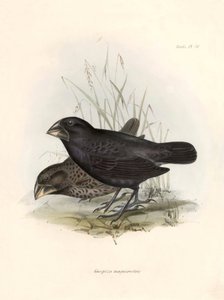 Ornitologi: "Geospiza magnirostris eller geospize et stort næb" Beskrivelse af en spurvefugl af Charles Darwin (1809-1882) observeret under hans ekspedition ombord på Beagle. Planche fra "The zoology of the voyage of H.M.S. Beagle. Flight. III, Birds descr af Unbekannter Künstler