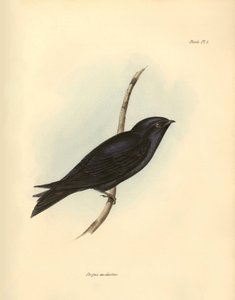 Ornitologi: "Progne modestus" af familien Svaler beskrevet af Charles Darwin under hans ekspedition ombord på Beagle. Planche fra "The zoology of the voyage of H.M.S. Beagle. Flight. III, Birds described by John Gould, with notice of their habits by Ch af Unbekannter Künstler
