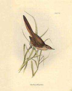 Ornitologi: "Synallaxis rufogularis" beskrevet af Charles Darwin under hans ekspedition om bord på Beagle. Planche fra "The zoology of the voyage of H.M.S. Beagle. Flight. III, Birds described by John Gould, with notice of their habits by Charles Darwin". af Unbekannter Künstler