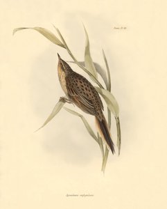 Ornitologi: "Synallaxis rufogularis" beskrevet af Charles Darwin under hans ekspedition om bord på Beagle. Planche fra "The zoology of the voyage of H.M.S. Beagle. Flight. III, Birds described by John Gould, with notice of their habits by Charles Darwin". af Unbekannter Künstler