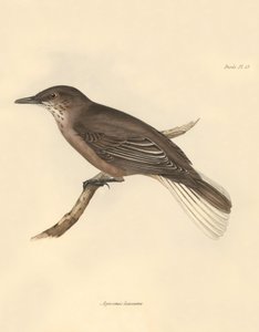 Ornitologi: "Agriornis leucurus" beskrevet af Charles Darwin under hans opdagelsesrejse om bord på Beagle. Planche fra "The Zoology of the voyage of H.M.S. Beagle under the command of Captain Fitzroy during the years 1832 to 1836 edited and supervi af Unbekannter Künstler