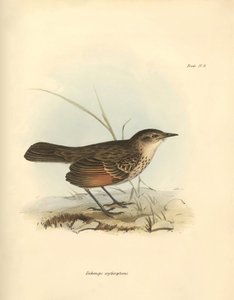 Ornitologi: "Hymenops perspicillata" af fuglefamilien, som Charles Darwin beskrev under sin opdagelsesrejse om bord på Beagle. Planche fra "The Zoology of the voyage of H.M.S. Beagle under the command of Captain Fitzroy during the years 1832 to af Unbekannter Künstler