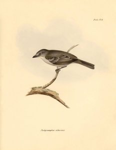 Ornitologi: "Pachyramphus albescens" af bøgefamilien beskrevet af Charles Darwin under hans opdagelsesrejse om bord på Beagle. Planche fra "The Zoology of the voyage of H.M.S. Beagle under the command of Captain Fitzroy during the years 1832 to af Unbekannter Künstler