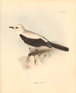 Ornitologi: "Fluvicola azarea" eller fluesnapperen beskrevet af Charles Darwin under hans opdagelsesrejse ombord på Beagle. Planche fra "The Zoology of the voyage of H.M.S. Beagle under the command of Captain Fitzroy during the years 1832 to 1836 edited". af Unbekannter Künstler