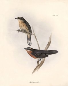 Ornitologi: "Tohi (eller pipilo)" Beskrivelse af en spurvefugl af Charles Darwin (1809-1882) observeret under hans ekspedition ombord på Beagle. Planche fra "The zoology of the voyage of H.M.S. Beagle. Flight. III, Birds described by John Gould, with notic af Unbekannter Künstler