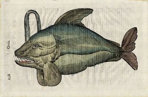 Orque (monstrøs fremstilling af spækhuggeren eller epaularden) i "Ulyssis Aldrouandi... De piscibus libri V et de cetis lib. vnus/Ioannes Cornelius Vteruerius... collegit; Marc. Antonius Bernia in lucem restituit... ", omhandler naturhistorien om Uliss af Unbekannter Künstler