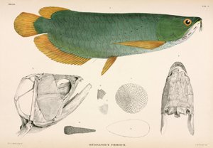 Osteoglossum formosum, Indonesien af Unbekannter Künstler