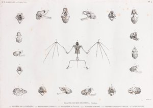 Osteologi af flagermus i Egypten af Unbekannt
