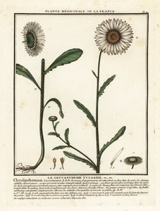Okseøje tusindfryd, Leucanthemum vulgare. af Unbekannter Künstler